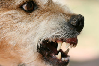dog bites