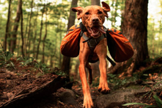 Hiking and Camping with Your Dog this Summer? What You Need to Know