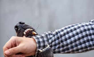 Dog biting a human on the arm