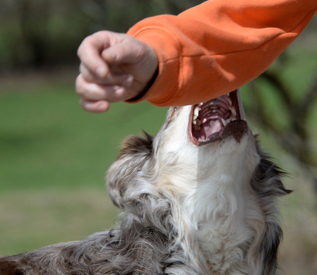 Dog Bite Lawyer 