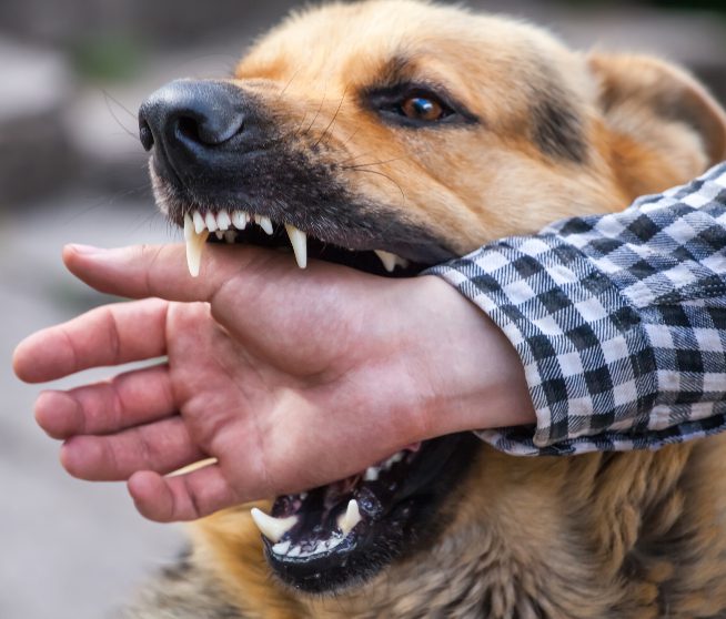 a german shepherd bites a man's hand