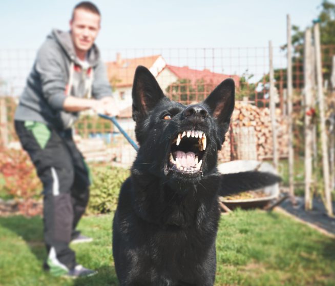 Viscous black dog barking. How to protect yourself from dog attacks.