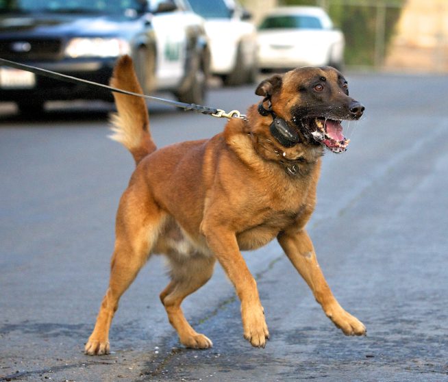 Aggressive dog, ready to bite.