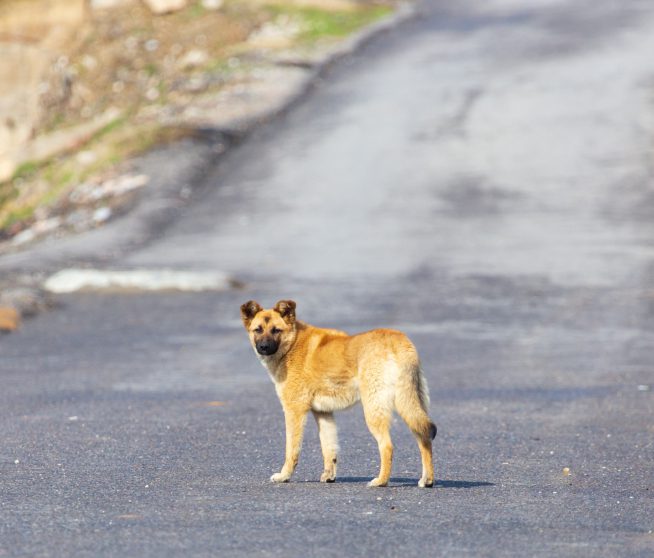 Stray dog, ready to attack.