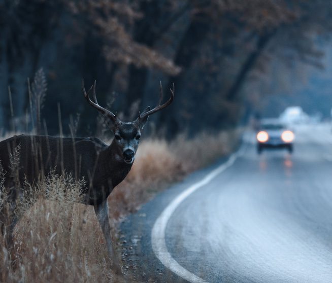 Who’s Liable for Damages in a Car Accident Involving Wildlife?