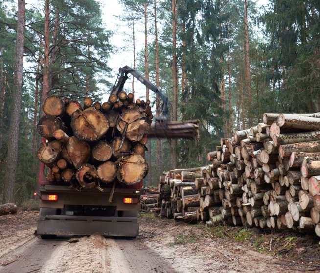 How to Recover Compensation After a Colorado Logging Injury?