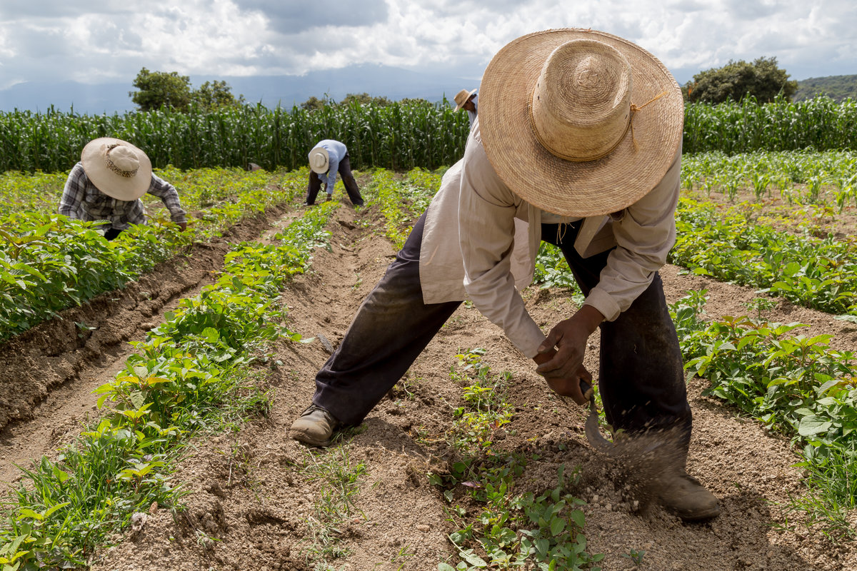 hispanic farmers manual amaranthus planting in a Mexico's farming field