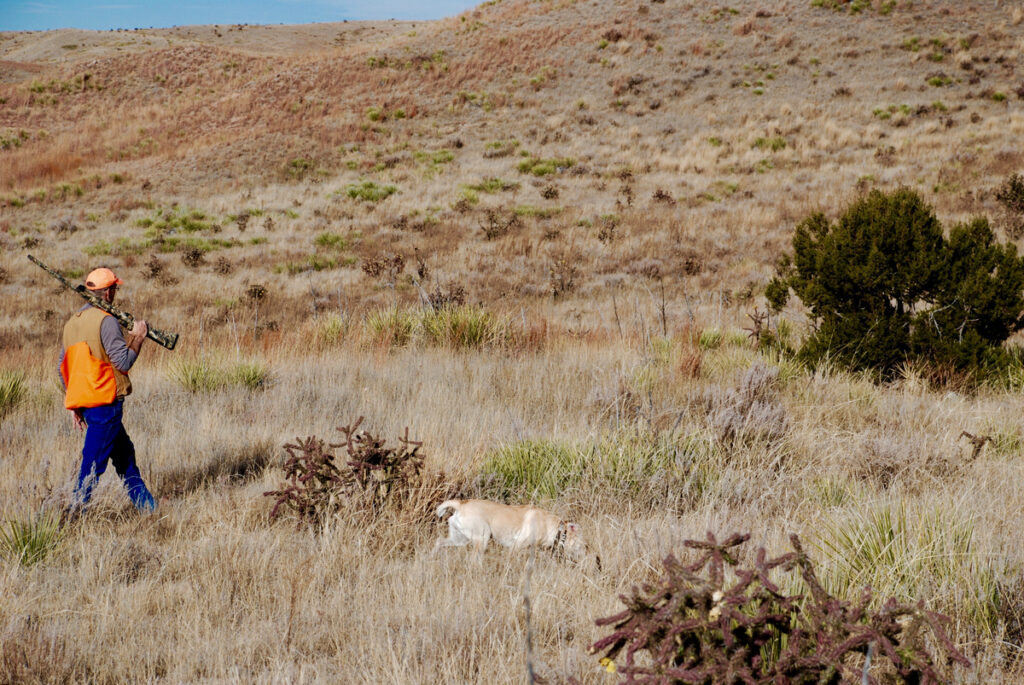 Hunting scaled quail in Colorado