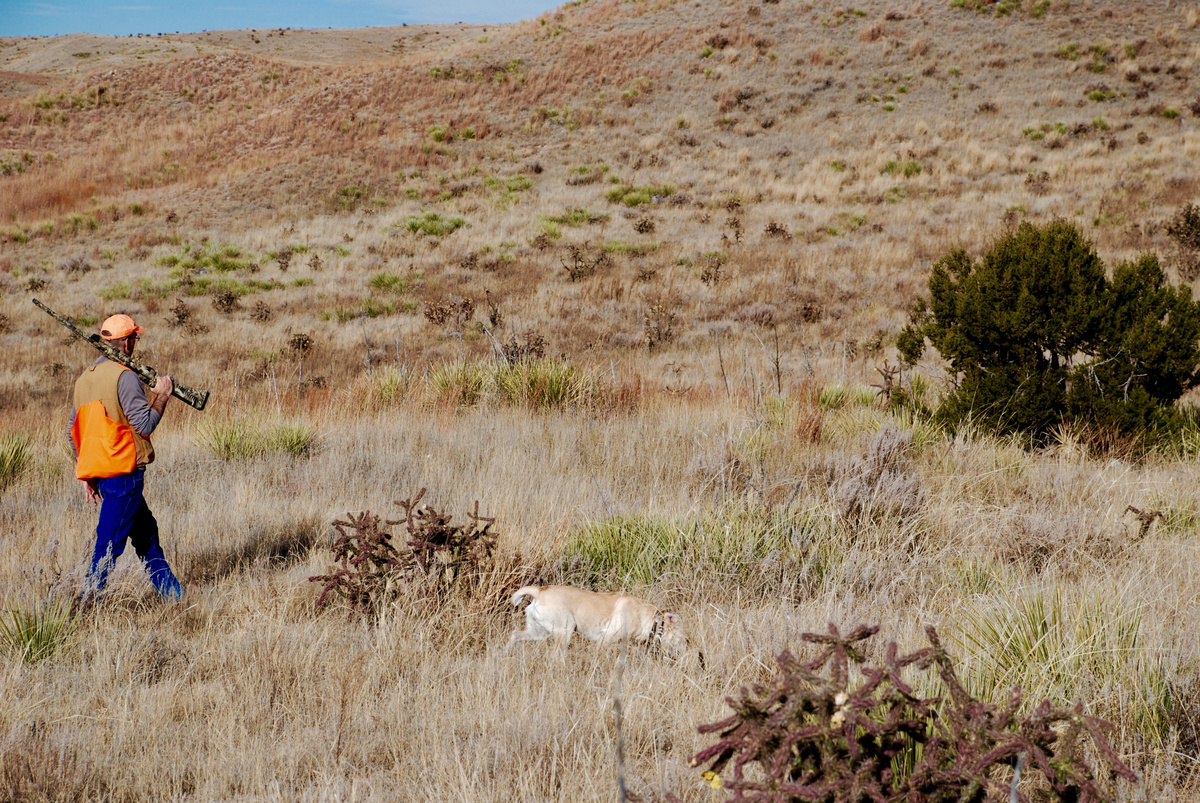 Hunting scaled quail in Colorado