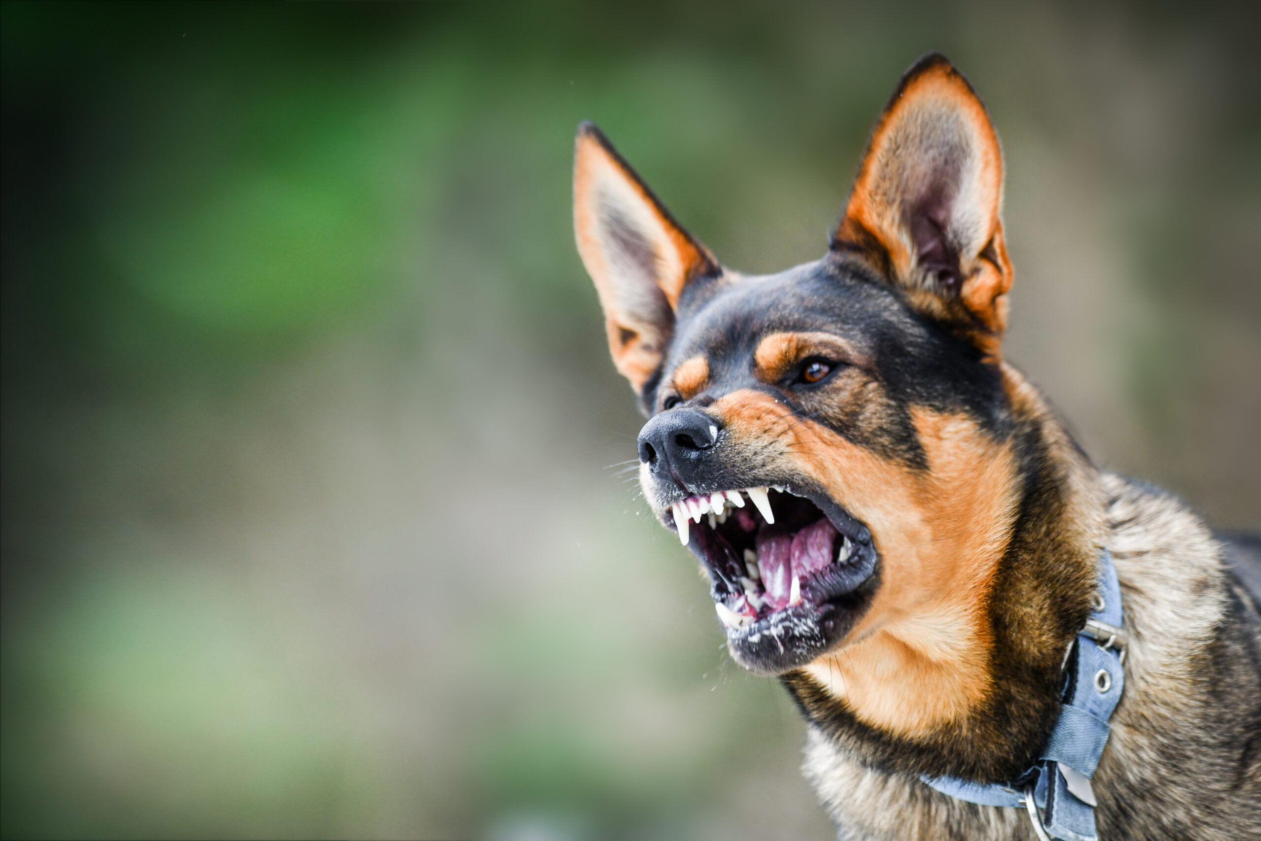 Aggressive dog