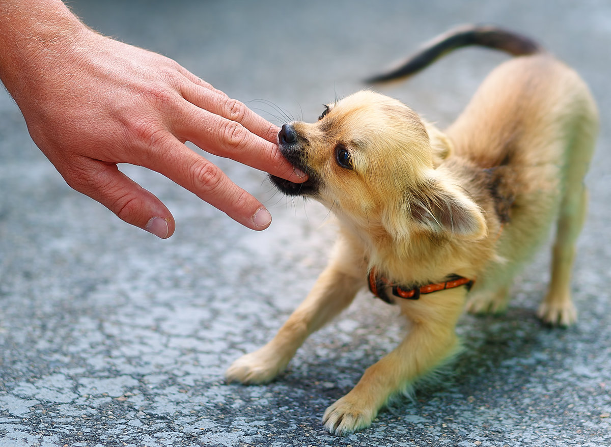 little charming adorable chihuahua puppy on blurred background. Attacking a persons hand